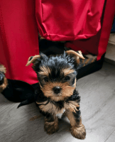 Yorkshire Terrier Puppies for sale in Oakville, ON, Canada. price: $700