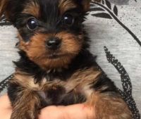 Yorkshire Terrier Puppies for sale in Oakville, ON, Canada. price: $700