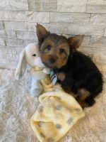 Yorkshire Terrier Puppies for sale in Schaumburg, IL, USA. price: $1,800