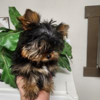 Yorkshire Terrier Puppies for sale in Smithfield, NC 27577, USA. price: $1,200