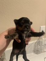 Yorkshire Terrier Puppies for sale in Concord, CA, USA. price: $3,000