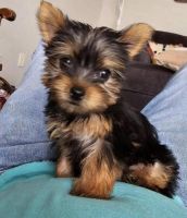 Yorkshire Terrier Puppies for sale in Indianapolis, IN, USA. price: $600