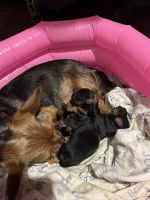 Yorkshire Terrier Puppies for sale in Goldsboro, NC, USA. price: $1,400