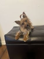 Yorkshire Terrier Puppies for sale in Denver, CO, USA. price: $2,000