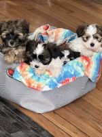 Yorkshire Terrier Puppies for sale in Milwaukee, WI, USA. price: $700