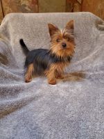 Yorkshire Terrier Puppies for sale in Woodland Park, CO 80863, USA. price: $120,000