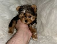 Yorkshire Terrier Puppies for sale in Los Angeles, CA 90001, USA. price: $2,500
