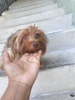 Yorkshire Terrier Puppies for sale in Miami, FL, USA. price: $95,000