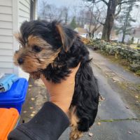 Yorkshire Terrier Puppies for sale in Meriden, CT, USA. price: $2,000