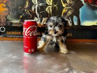 Yorkshire Terrier Puppies for sale in Riverside, CA 92505, USA. price: $1,200