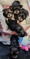 Yorkshire Terrier Puppies for sale in Beckville, TX 75631, USA. price: $1,500