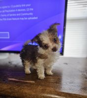 Yorkshire Terrier Puppies for sale in Pelzer, SC, USA. price: $850