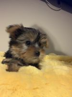 Yorkshire Terrier Puppies for sale in Charlotte, NC, USA. price: $1,200