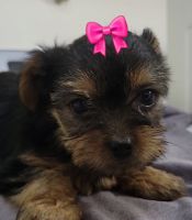 Yorkshire Terrier Puppies for sale in Linden, IA 50146, USA. price: $2,200