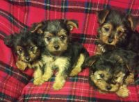 Yorkshire Terrier Puppies for sale in New Castle, DE 19720, USA. price: $1,000