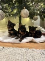 Yorkshire Terrier Puppies for sale in Clinton, MA, USA. price: $1,900