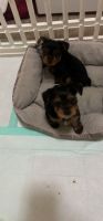Yorkshire Terrier Puppies for sale in Orlando, FL, USA. price: $950