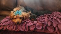 Yorkshire Terrier Puppies for sale in Antioch, CA, USA. price: $2,800