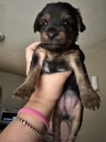 Yorkshire Terrier Puppies for sale in Waterbury, CT, USA. price: $1,500