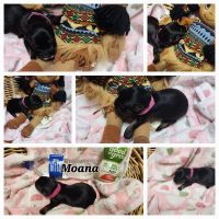 Yorkshire Terrier Puppies for sale in Metter, GA 30439, USA. price: $1,000