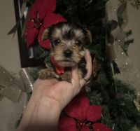 Yorkshire Terrier Puppies for sale in Houston, TX 77060, USA. price: $600
