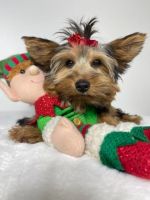 Yorkshire Terrier Puppies for sale in Schaumburg, IL, USA. price: $1,400