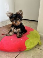 Yorkshire Terrier Puppies for sale in Miami, FL, USA. price: $1,300