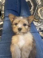 Yorkshire Terrier Puppies for sale in Holland, MI 49423, USA. price: $1,000