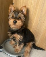 Yorkshire Terrier Puppies for sale in Kingsport, TN 37660, USA. price: $600