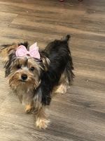 Yorkshire Terrier Puppies for sale in West Springfield, MA, USA. price: $1,500