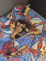 Yorkshire Terrier Puppies for sale in Houston, TX, USA. price: NA