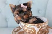 Yorkshire Terrier Puppies for sale in Los Angeles, CA, USA. price: $450