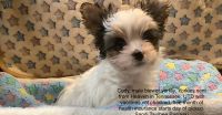Yorkshire Terrier Puppies for sale in Madisonville, TN 37354, USA. price: $1,200
