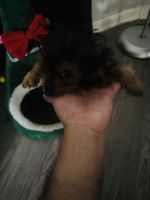 Yorkshire Terrier Puppies for sale in Anaheim, CA, USA. price: $1,200
