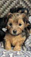 Yorkshire Terrier Puppies for sale in Gilroy, CA 95020, USA. price: $300