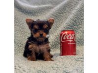 Yorkshire Terrier Puppies for sale in Pittsburgh, PA, USA. price: $850