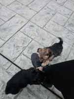 Yorkshire Terrier Puppies for sale in Gilroy, CA 95020, USA. price: $300