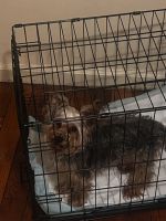 Yorkshire Terrier Puppies for sale in Detroit, MI, USA. price: $1,500