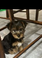 Yorkshire Terrier Puppies for sale in Selden, NY 11784, USA. price: $2,000