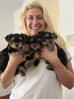 Yorkshire Terrier Puppies for sale in Bradenton, FL 34201, USA. price: $2,500