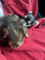 Yorkshire Terrier Puppies for sale in Greensboro, NC, USA. price: NA