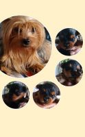 Yorkshire Terrier Puppies for sale in Rialto, CA, USA. price: $1,500