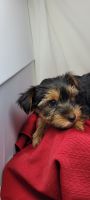 Yorkshire Terrier Puppies for sale in N Shelton Springs Rd, Shelton, WA 98584, USA. price: $2,000