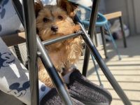 Yorkshire Terrier Puppies for sale in Dallas, Texas. price: $2,500