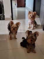 Yorkshire Terrier Puppies for sale in Post Falls, Idaho. price: $300