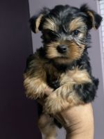 Yorkshire Terrier Puppies for sale in River Forest, Illinois. price: $2,000