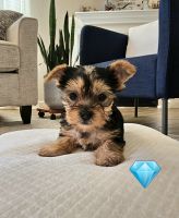 Yorkshire Terrier Puppies for sale in Houston, TX, USA. price: $1,200
