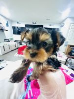 Yorkshire Terrier Puppies for sale in Somers Point, New Jersey. price: $200,000