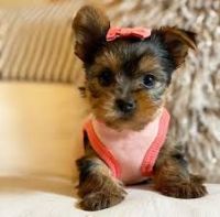 Yorkshire Terrier Puppies for sale in Louisville, Kentucky. price: NA