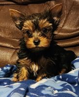 Yorkshire Terrier Puppies for sale in Pantego, NC 27860, USA. price: $900